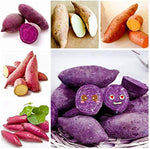 Mixed Sweet Potato Ipomoea batatas seeds for planting in home garden