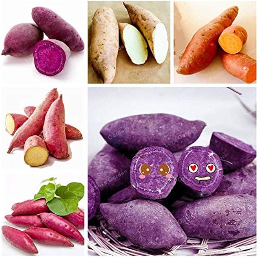 Mixed Sweet Potato Ipomoea batatas seeds for planting in home garden