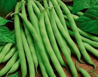 Green Bush Bean Phaseolus vulgaris seeds for garden planting