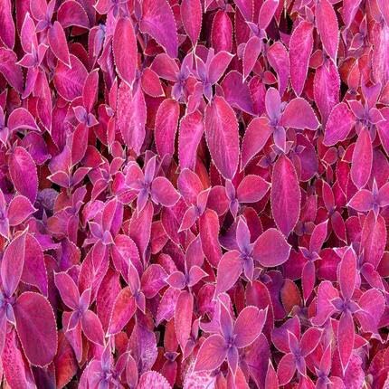 Pink Coleus - Heirloom, Non - Gmo Seeds