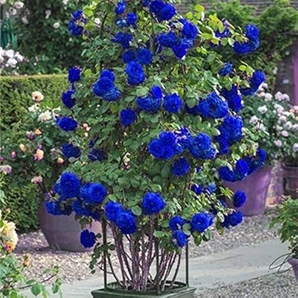 Blue climbing geranium seeds (Pelargonium spp.) for planting in home garden