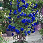 Blue climbing geranium seeds (Pelargonium spp.) for planting in home garden