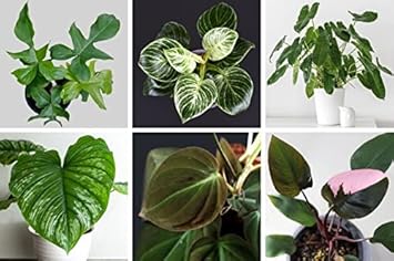 Green Philodendron Heirloom Non Gmo Image