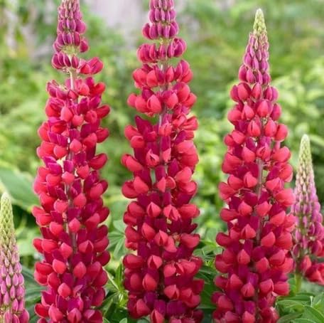 Red Lupine Flower - Heirloom, Non - Gmo Seeds