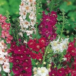 Mixed Verbascum Flower Seeds for Planting, 100 seeds for planting in home garden