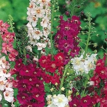 Mixed Verbascum Flower Seeds for Planting, 100 seeds for planting in home garden