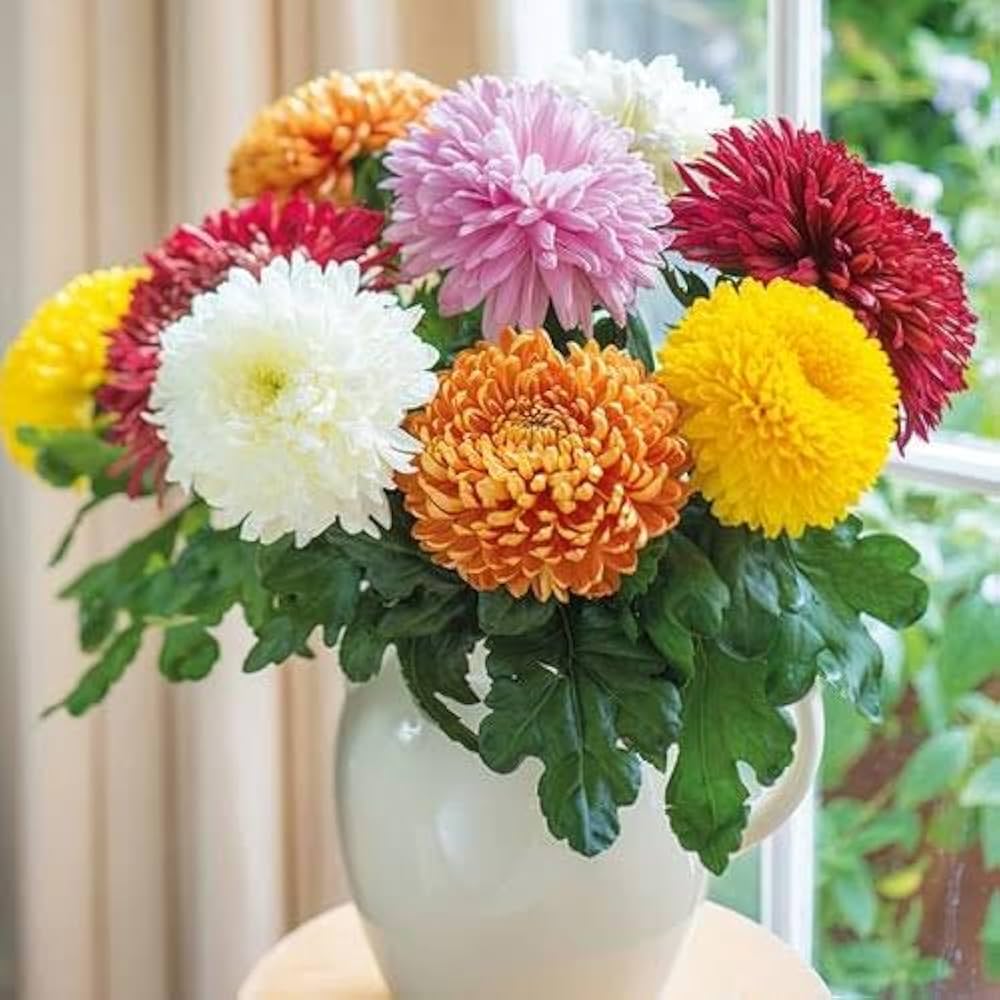 Chandramallika Yellow Flower Seeds for Poly Growbags and Pots