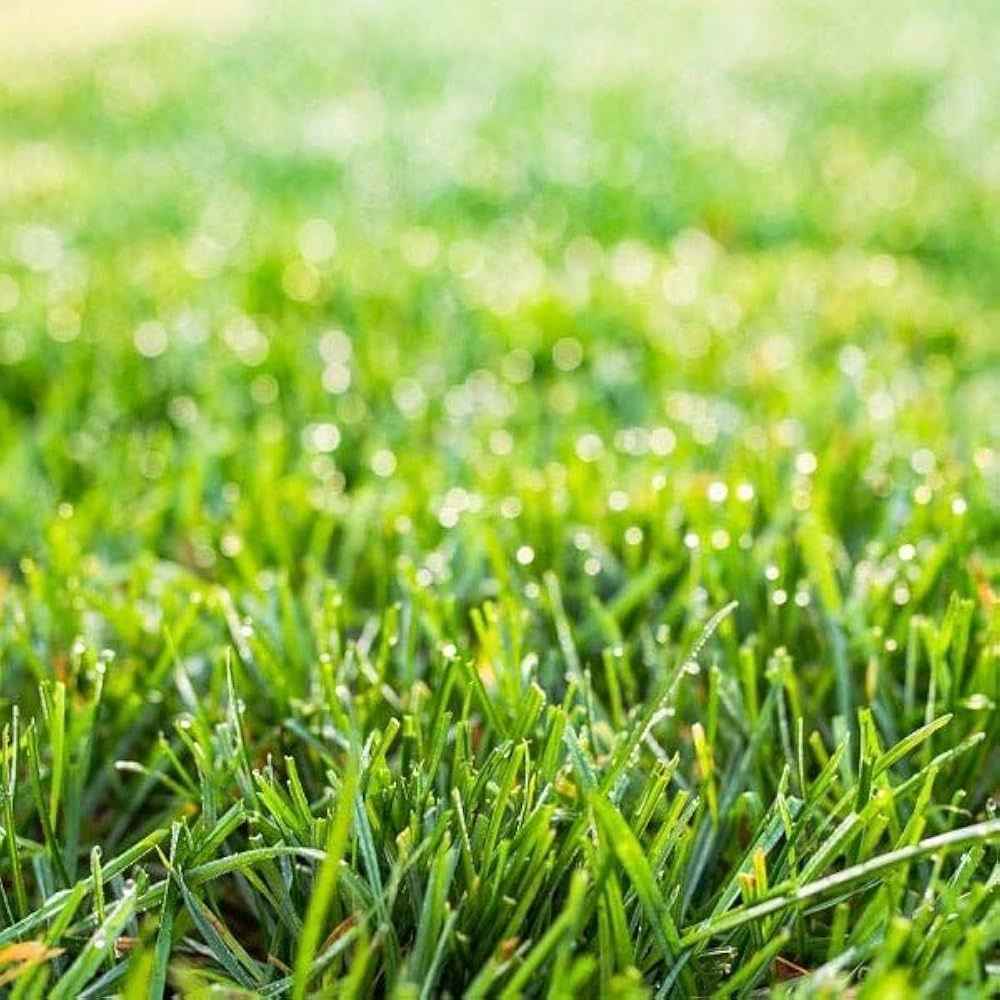 Alopecuroides Plant Seeds (Light Green) – Fresh Perennial Grass Seeds for Planting