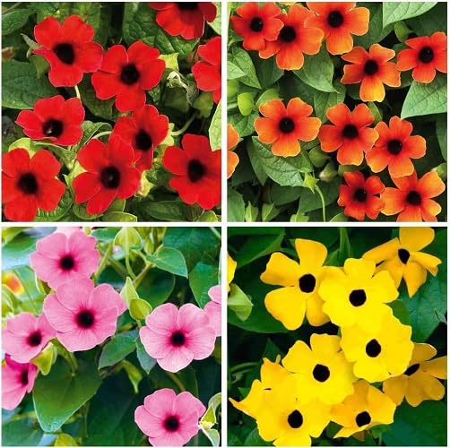 Mixed Thunbergia Flower