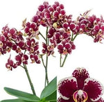 Maroon White Phalaenopsis Orchid Flower Seeds – Heirloom, Non-GMO Seeds for Planting seeds for planting in home garden