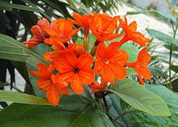 Orange Cordia Sebestena Flower Seeds for Planting - 100 seeds for planting in home garden