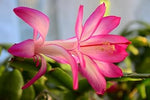 White Pink Zygocactus Flower Seeds for Planting - 100 seeds for planting in home garden