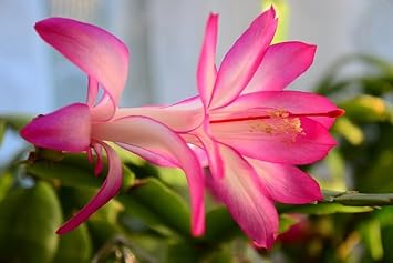 White Pink Zygocactus Flower Seeds for Planting - 100 seeds for planting in home garden