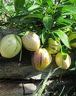 Pepino Melon Eggplant fruit seeds