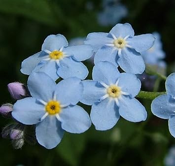 Organic Sea Blue Myosotis Sylvatica Flower Seeds for Planting – Heirloom, Non-GMO for planting in your garden.