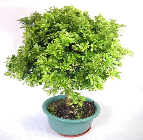 Green Aglaia Odorata - Heirloom, Non - Gmo Seeds