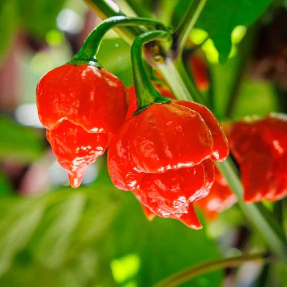 Orange Trinidad Moruga Vegetable Seeds for Planting heirloom & Non-GMO Seeds