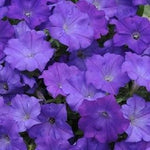 Shockwave Petunia Flower Heirloom Non Gmo Image