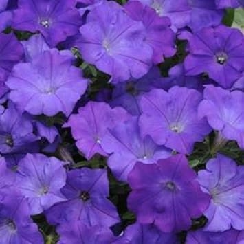 Shockwave Petunia Flower Heirloom Non Gmo Image