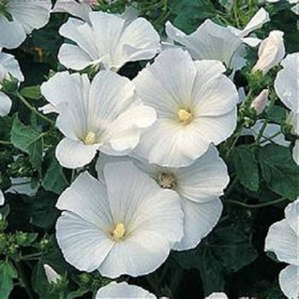 Rose Mallow Lavatera Thuringiaca White Flower Seeds for Planting – Ideal for Cottage Gardens and Seasonal Borders