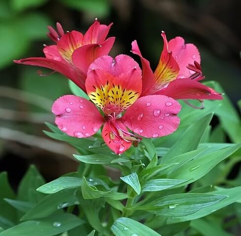 Pink Alstroemeria Flower - Heirloom, Non - Gmo Seeds