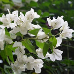 White Bougainvillea Kousa Flower Seeds – Heirloom, Non-GMO Flower Seeds for Planting for planting in your garden.