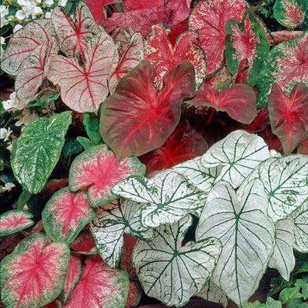 Mixed Caladium - Heirloom, Non - Gmo Seeds