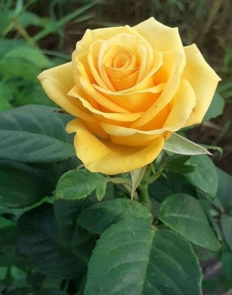 Rose Plant Seeds Color Variety for DIY Gardening