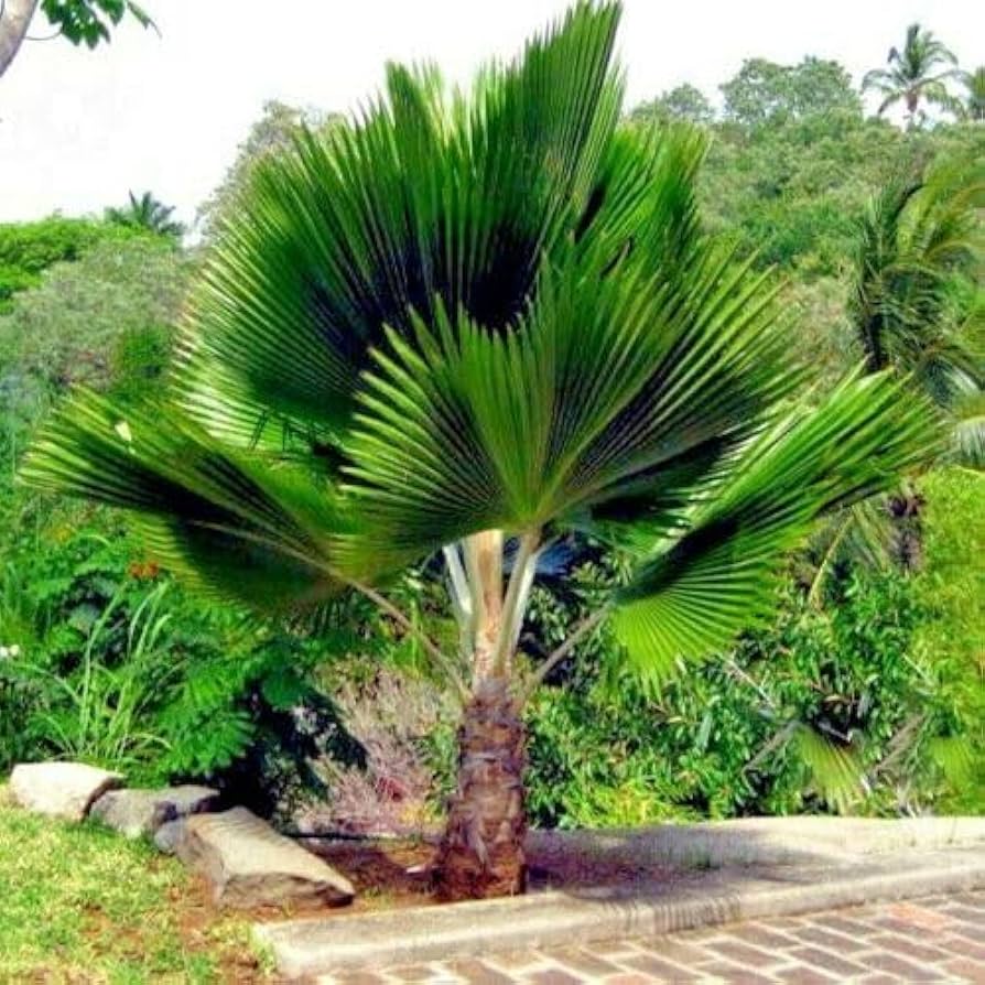 Fiji Fan Palm Tree Seeds for Planting (Pritchardia pacifica) From Kauai – Heirloom, Non-GMO