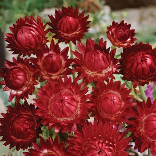 Helichrysum Flower Red - Heirloom, Non - Gmo Seeds