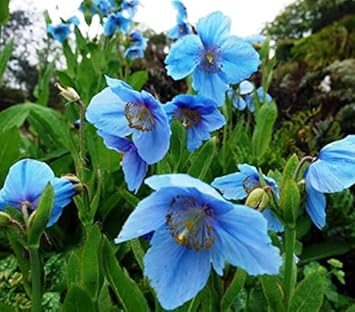 Himalayan Flower Seeds for Planting - 100