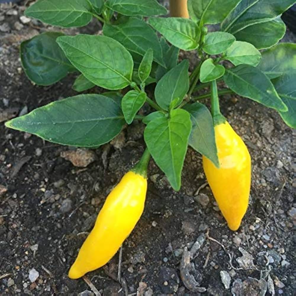 Aji Pepper Seeds for Gardening