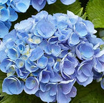 Heirloom Non-GMO Blue Climbing Geranium Flower Seeds for Planting – Vibrant Vining Garden Blooms for planting in home garden