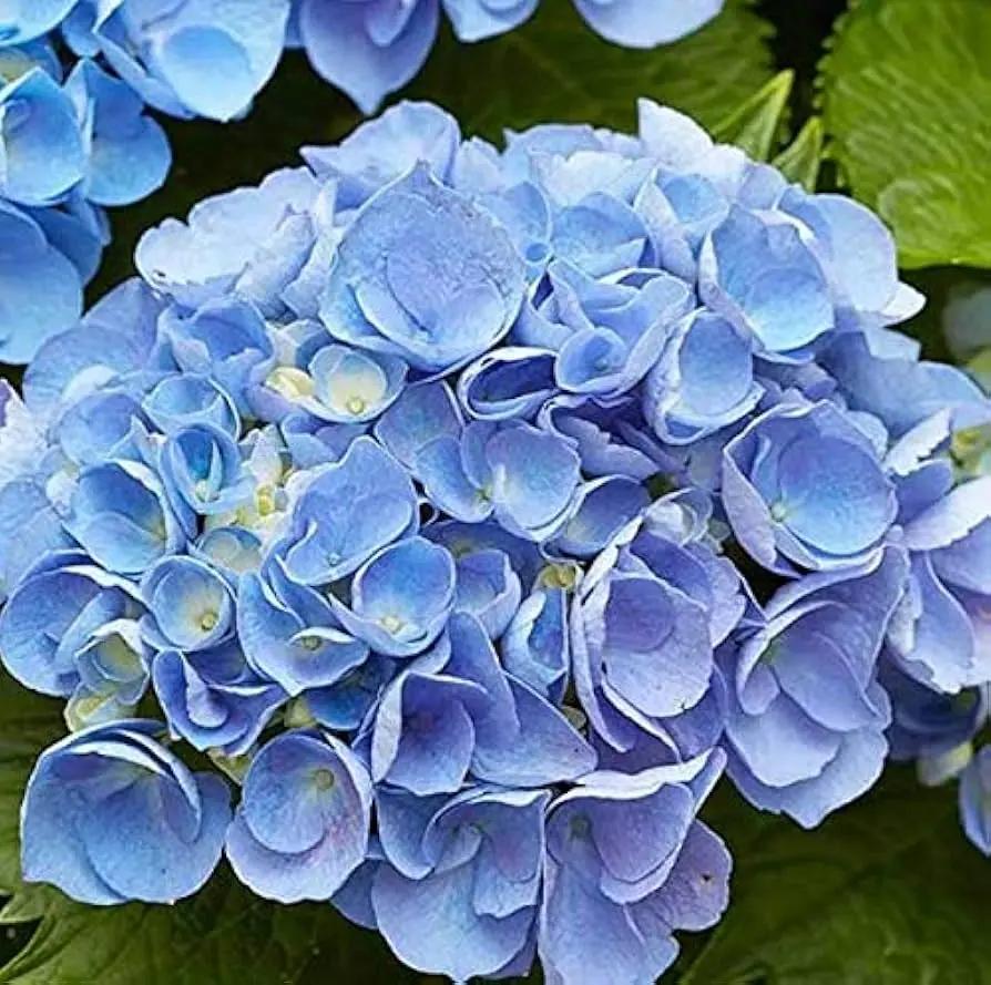 Heirloom Non-GMO Blue Climbing Geranium Flower Seeds for Planting – Vibrant Vining Garden Blooms for planting in home garden