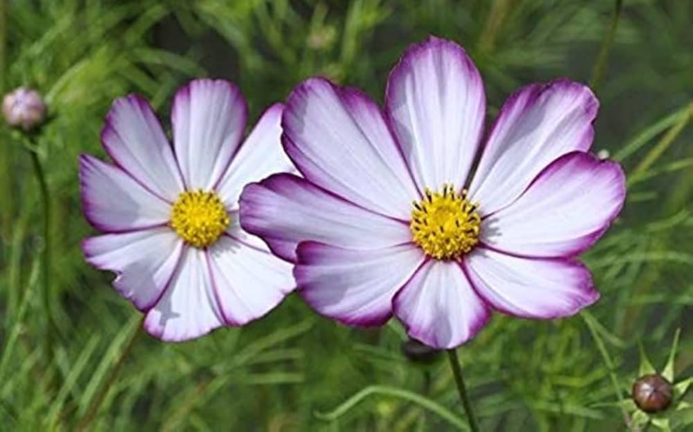 Cosmos Purple Red White Mix Flower Seeds for a Colorful Garden Display