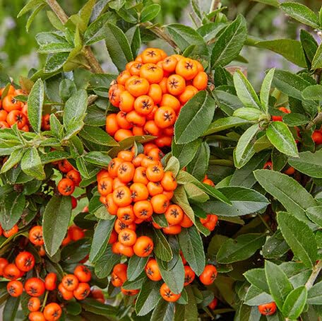 Orange Pyracantha Fruit