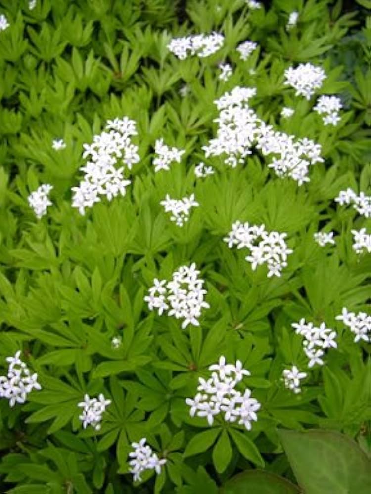 Sweet Woodruff Galium odoratum herb garden shade plant