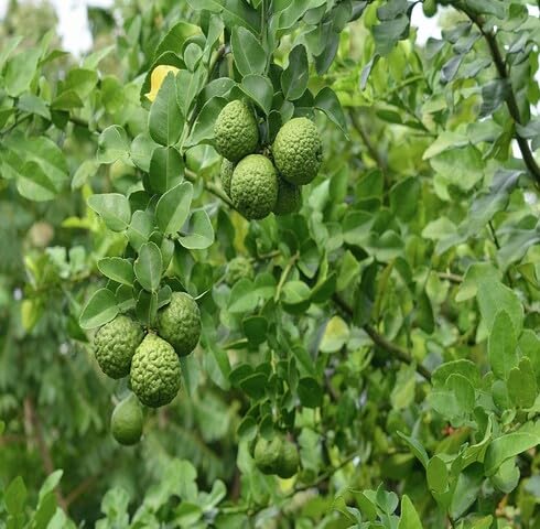 Green Kaffir Lime Fruit - Heirloom, Non - Gmo Seeds