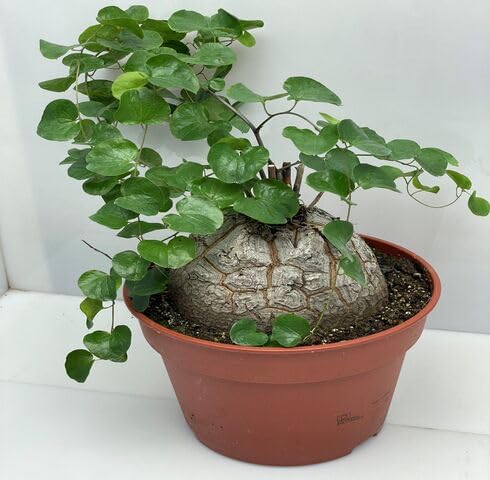 Green Dioscorea Elephantipes - Heirloom, Non - Gmo Seeds