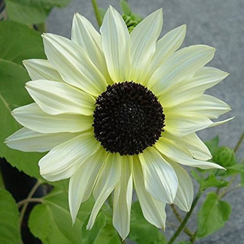 Heirloom Edible White Sunflower Seeds - Seeds per Pack for Tasty Ornamental Blooms