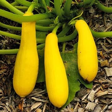 Squash Cucurbita Pepo Early Straight Neck Summer Vegetable Seeds for Planting – High-Yield Variety for Backyard Gardening