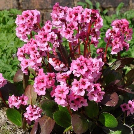 Pink Bergenia Flower - Heirloom, Non - Gmo Seeds