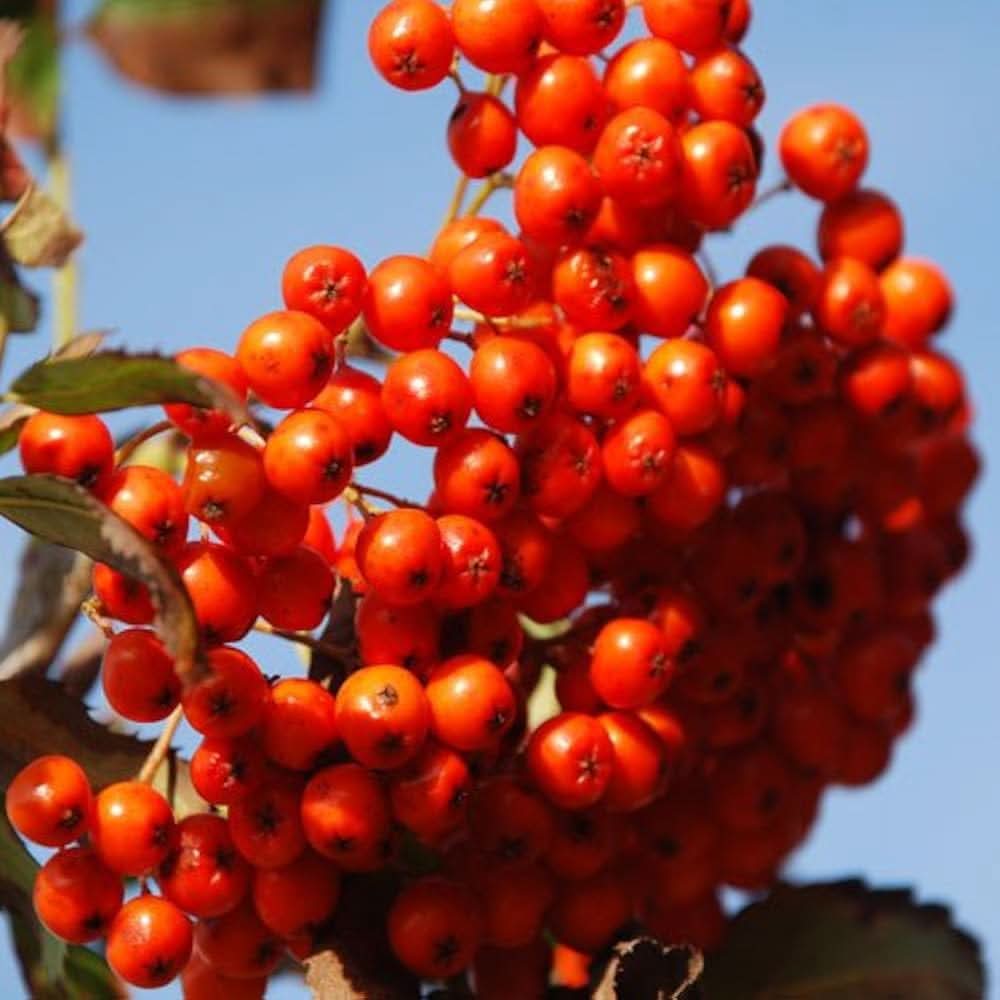 Rowan Tree Sorbus aucuparia flowering tree seeds for planting in home landscapes
