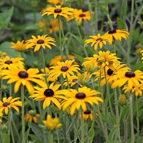 Yellow Rudbeckia Flower - Heirloom, Non - Gmo Seeds