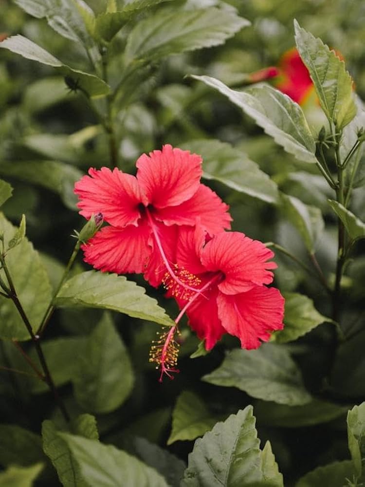 Hibiscus Seeds for Planting Hibiscus Rosa-Sinensis tropical flower bed border