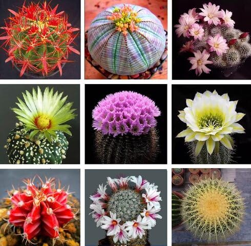 Mixed Cactus