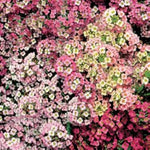 Sweet Alyssum – Lobularia maritima pastel mix for planting in flower bed