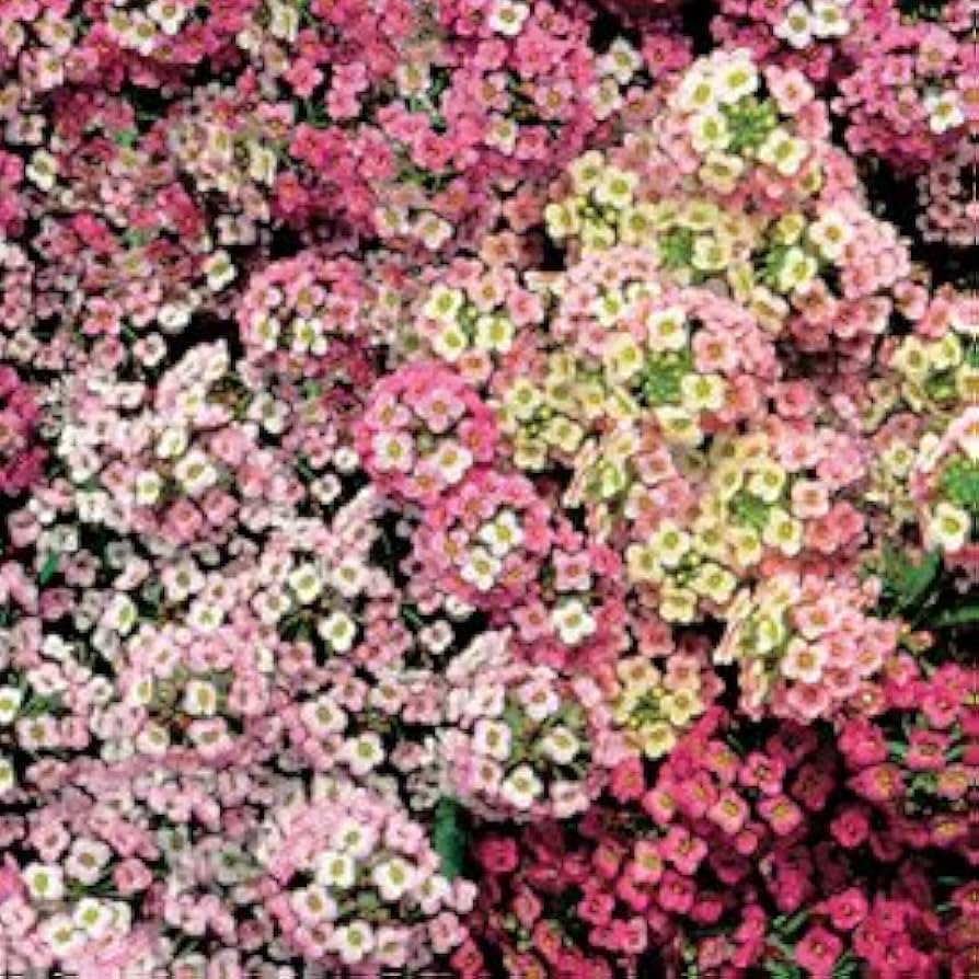 Sweet Alyssum – Lobularia maritima pastel mix for planting in flower bed