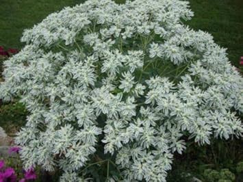 Green Snow on the Mountain Flower Seeds for Planting - 100 pcs