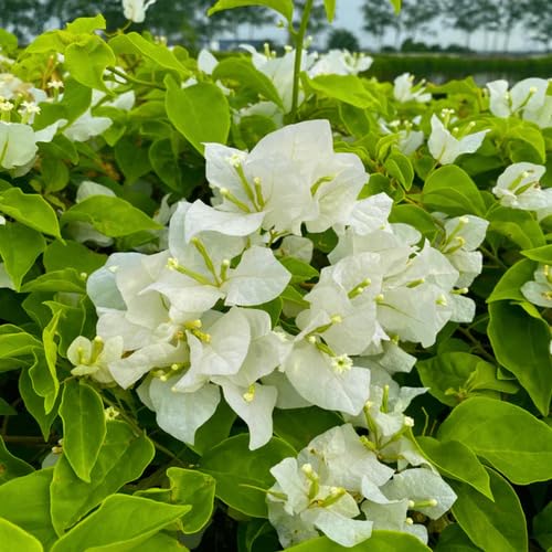 Bougainvillea Flower White Gardening